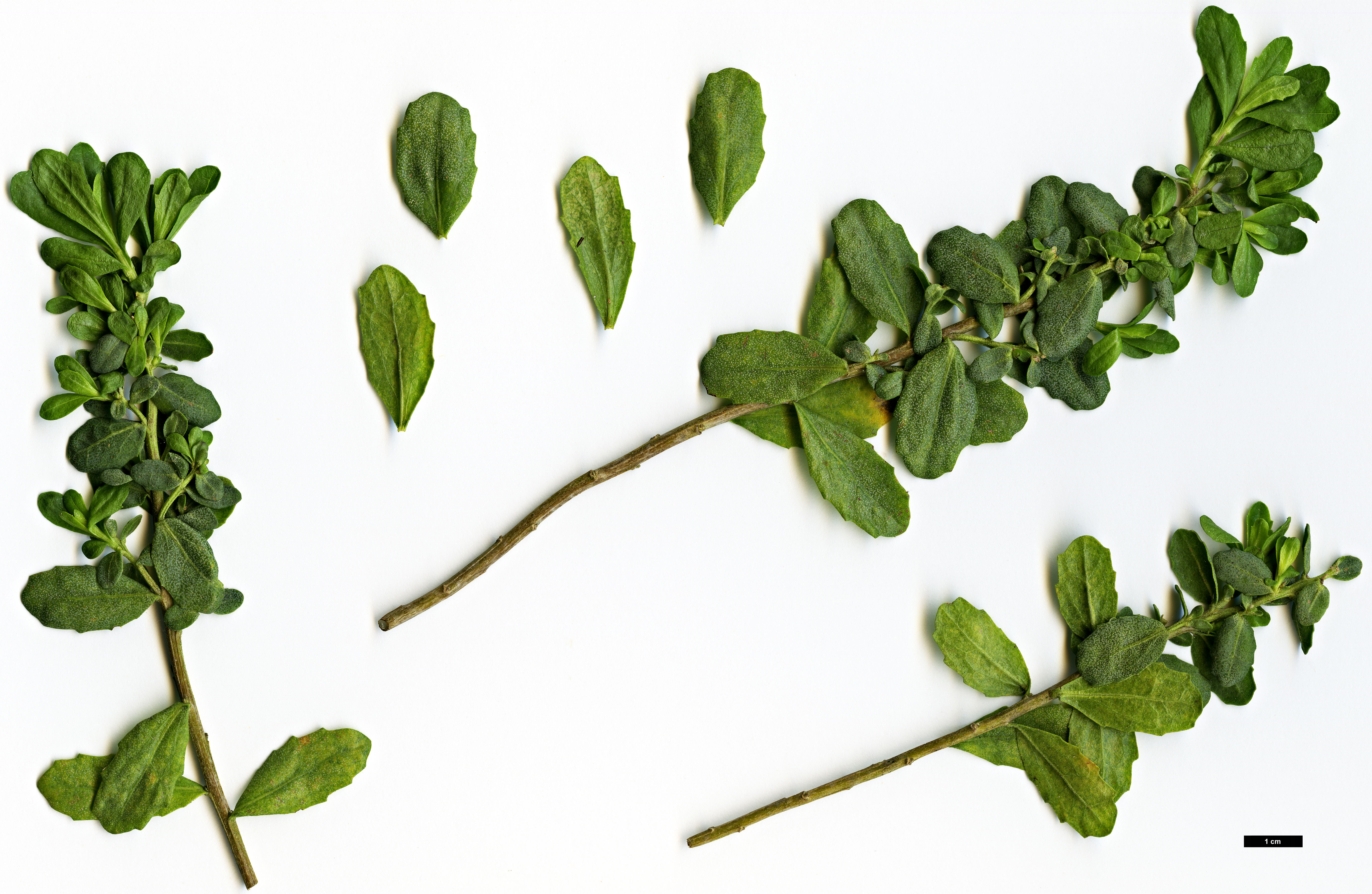 High resolution image: Family: Asteraceae - Genus: Baccharis - Taxon: pilularis - SpeciesSub: var. consanguinea